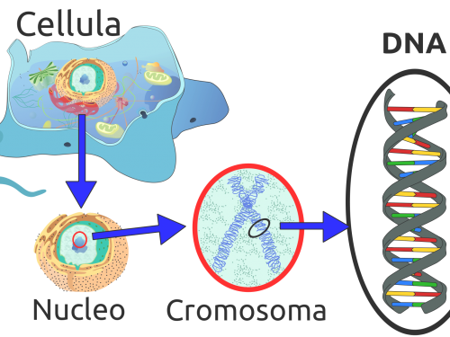 Biologia | Gli organuli cellulari delle cellule eucariotiche